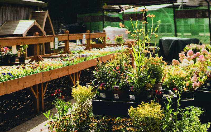 Plants